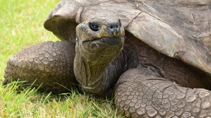 全球最长寿陆上动物，南大西洋巨龟Jonathan庆祝190岁生日