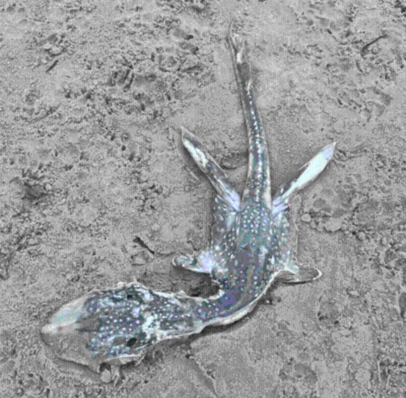 英國海灘現不明生物遺體，網友驚呼：尼斯湖水怪嬰兒