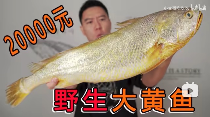 二万元一条的野生海黄花。