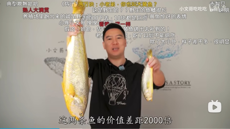 野生海黄花喂普遍黄花比较。