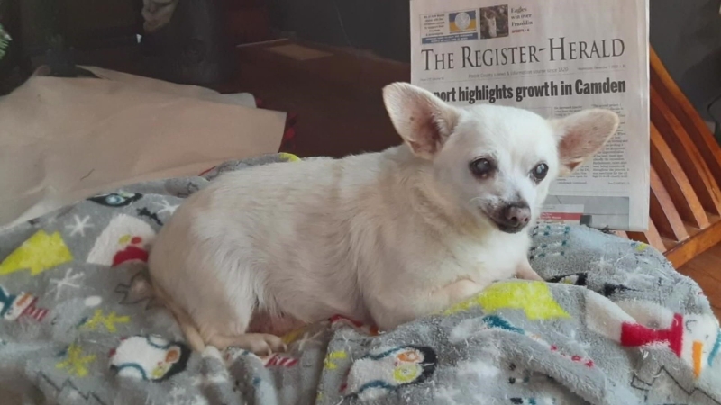 Spike, who's 23 years old, achieved the title of world's oldest dog on Dec. 7. He was born in November of 1999.
