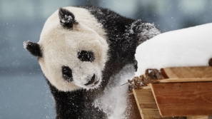 养不起太烧钱，芬兰动物园2只熊猫恐被迫归还中国