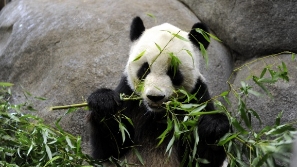大熊猫“乐乐”突在美离世，中美将联合调查死因