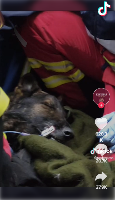 墨国搜救犬Proteo救灾殉职，最后身影曝光。 网片截图
