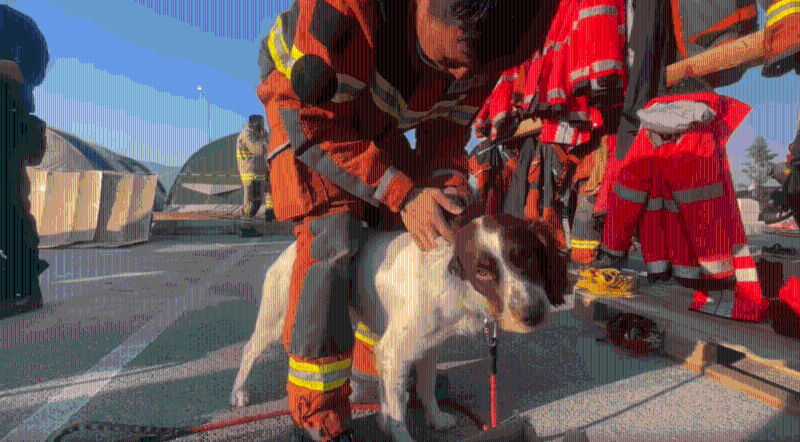消防处两只搜救犬Umi及Twix可谓功不可没。