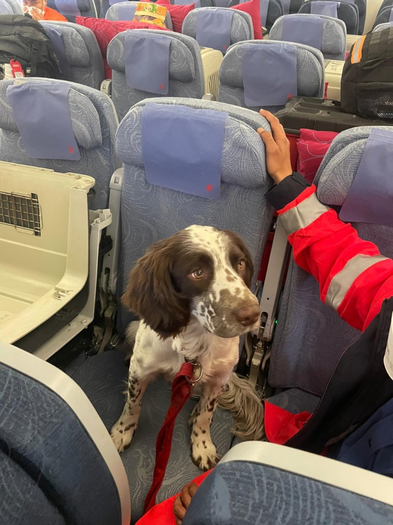 搜救犬Umi乘搭航机感到十分兴奋。