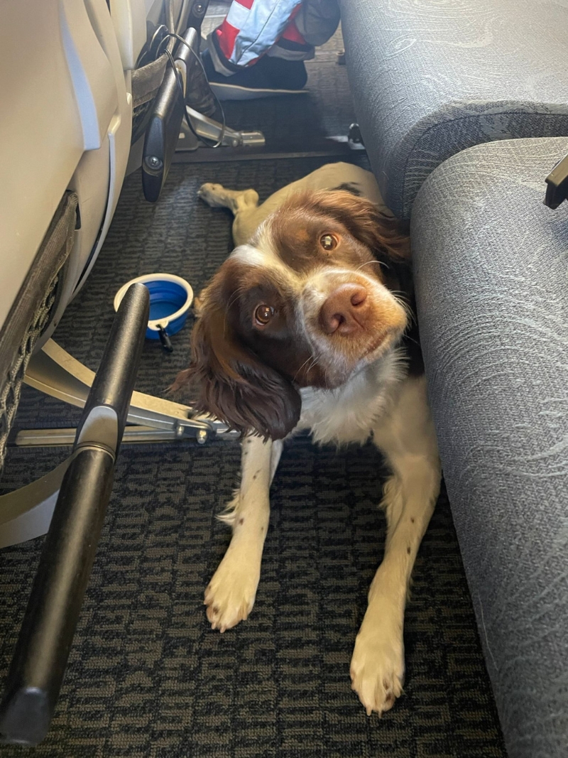 搜救犬Twix在航机上显出可爱的神情。