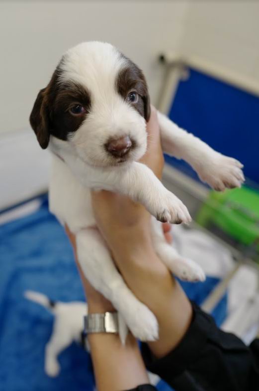 自家繁殖搜救犬Umi刚出生时十分趣致可爱。 图片由消防处提供