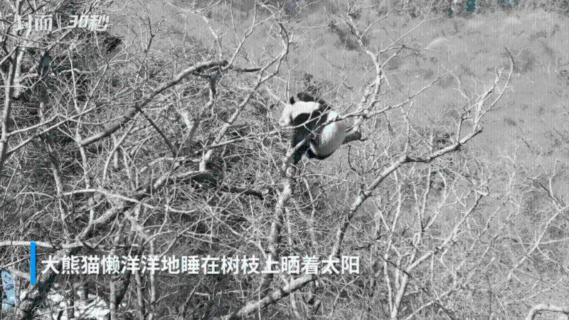 大熊猫懒洋洋地睡在树枝上晒着太阳，十分惬意。