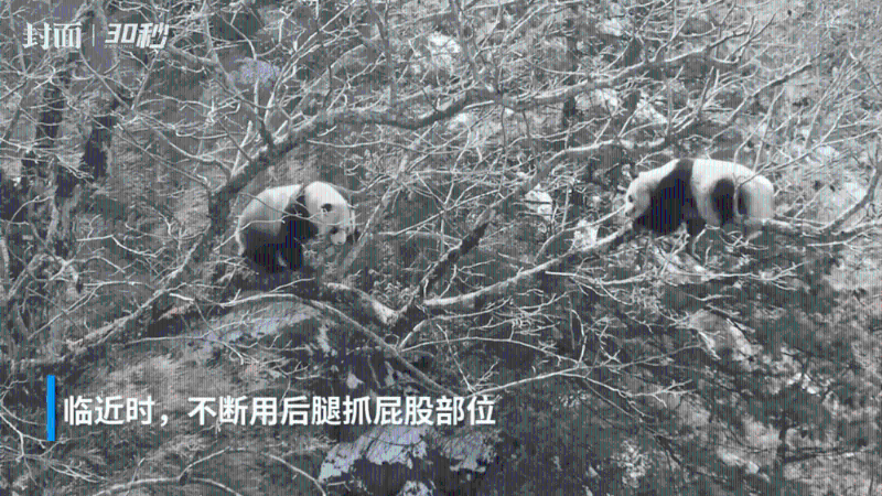 左边的大熊猫不断用自己的后腿抓屁股部位，随后磨蹭着树干，让树干摇晃起来，吸引右边的大熊猫注意。