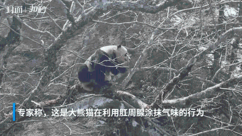 大熊猫不断用自己的后腿抓屁股部位。