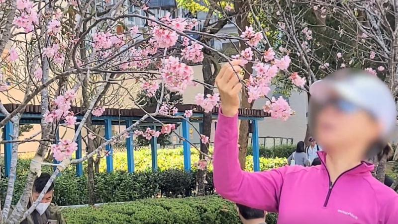 来到访问当日的石门樱花园仍然有类似情况发生，有女士欲把樱花放近脸庞自拍，竟出手拉下樱花树枝。