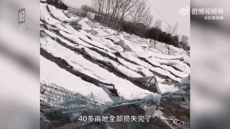 河南南陽，40畝的葡萄棚被大雪壓垮，每畝的損失大概在2萬元人民幣。