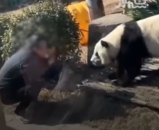 動物園員工指，男遊客應是在其他人未為意時，爬欄入內。