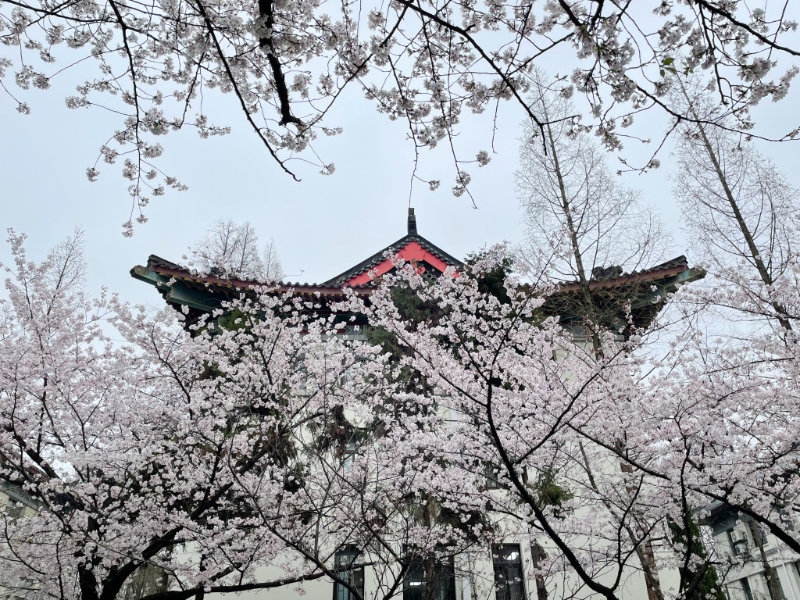 南京古鸡鸣寺景区樱花处处。 网图