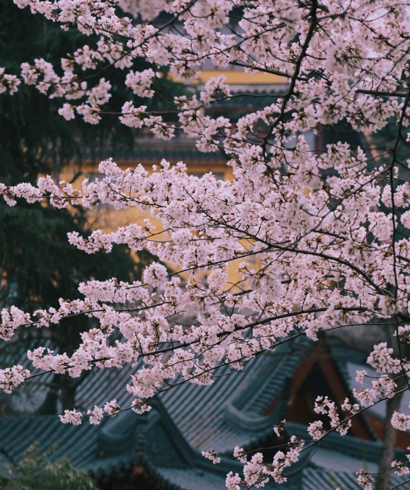 南京古鸡鸣寺景区樱花盛开。 网图