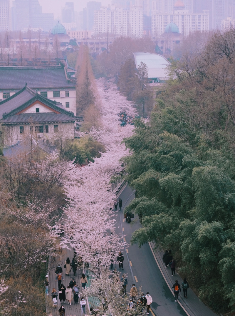 古鸡鸣寺景区正值樱花盛开期，游人如鲫鱼。 网图