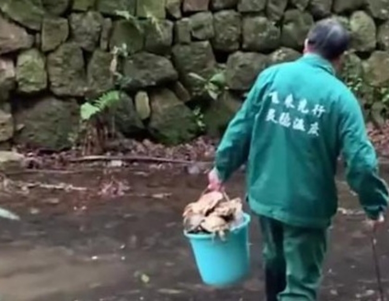 雖然水桶已載滿但小溪上仍有好多已死的烏龜未處理。