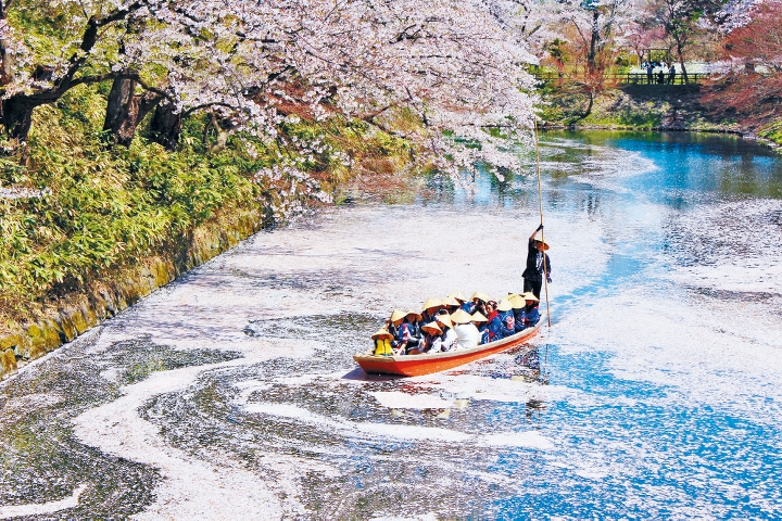 青森縣弘前公園，被譽為日本三大賞櫻名所之一，春日景致美不勝收。