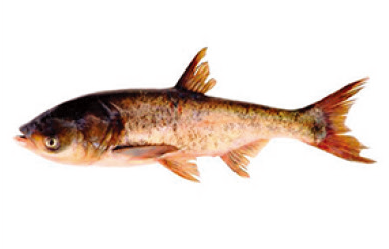 大頭魚：又稱鱅魚、花鰱、黑鰱 圖片來源：食環署網站