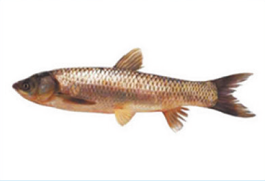 鯇魚：又稱草魚 圖片來源：食環署網站