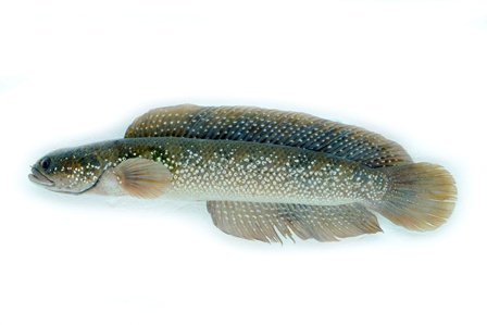 山斑魚：又稱月鱧、七星鱧、七星魚 圖片來源：香港中小企常用食物規格資料庫