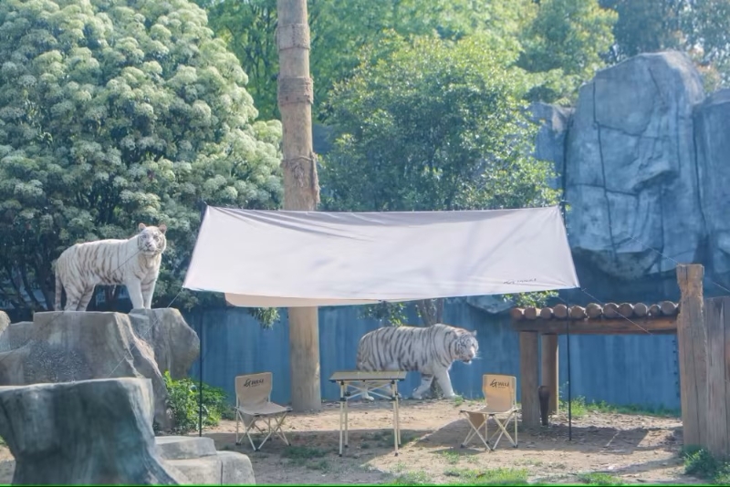 在白虎園區搭建的帳篷。微博圖
