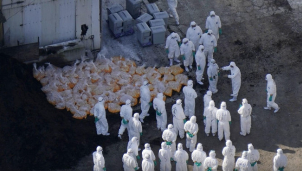 日本爆发禽流感