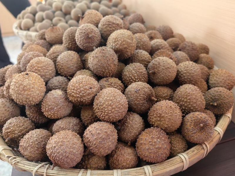 茂名全市千年以上荔枝树超过350株 茂名全市千年以上荔枝树超过350株