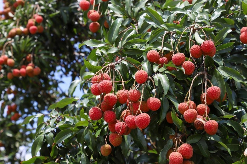 种植面积约139万亩,年产量超50万吨 种植面积约139万亩,年产量超50万吨