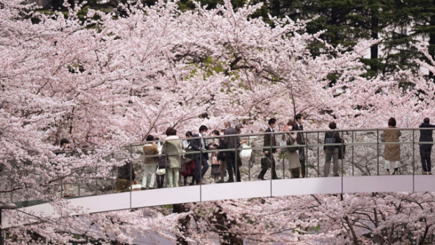 2022情东京六本木区的樱花
