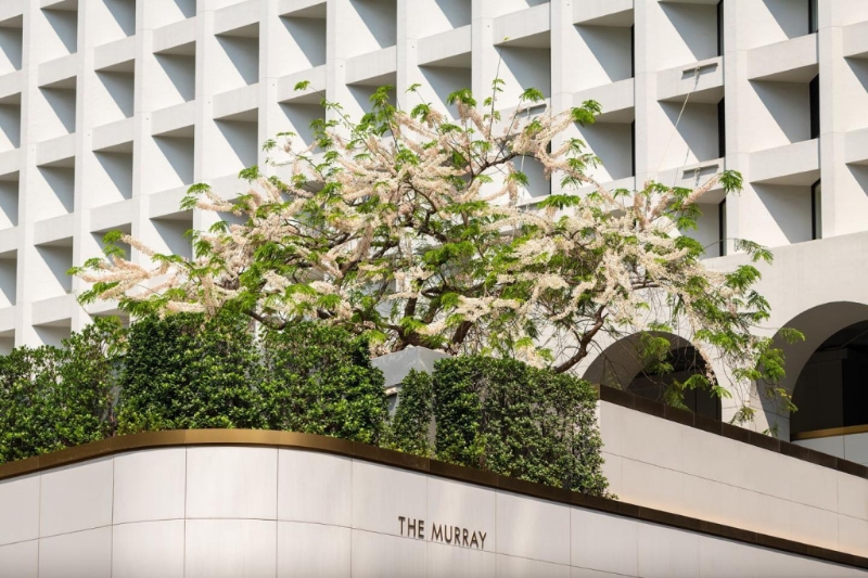 百年古树 百年古树