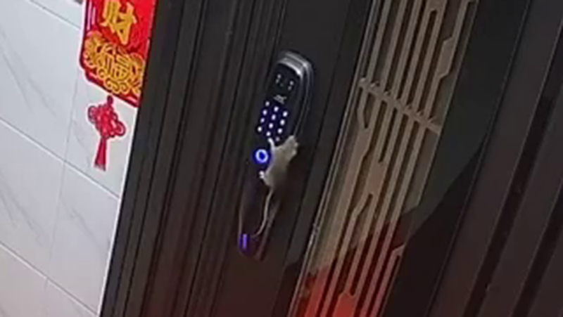 老鼠输密码 老鼠输密码