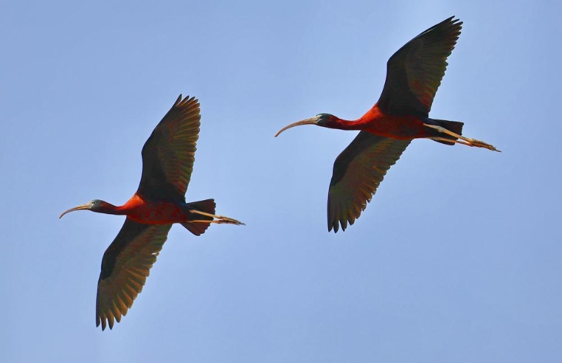 东莞野生 东莞野生