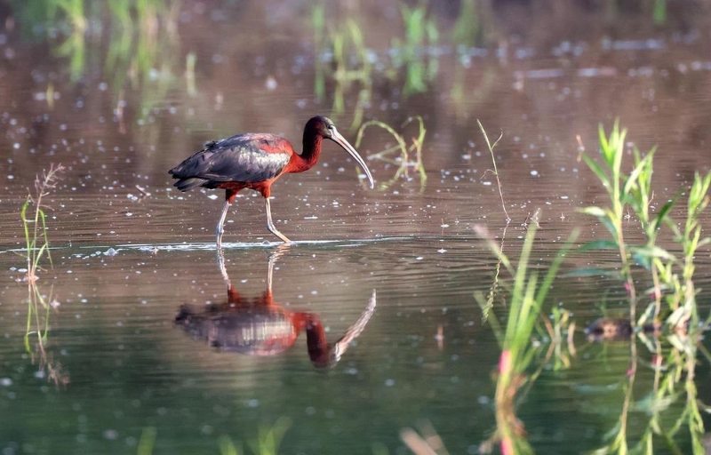东莞野生动物 东莞野生动物