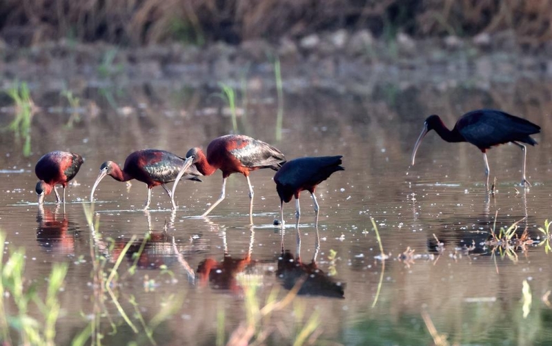 东莞野生鸟类 东莞野生鸟类