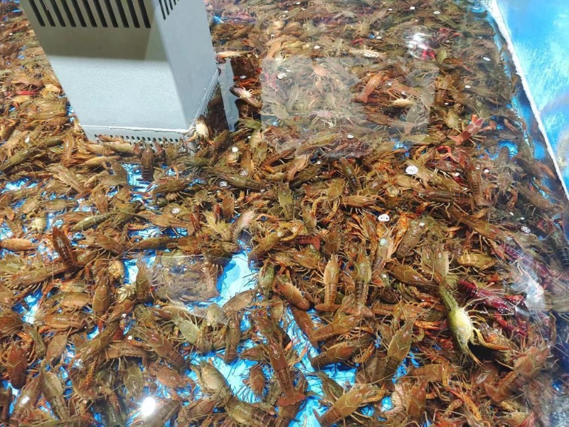 鲜活小龙虾