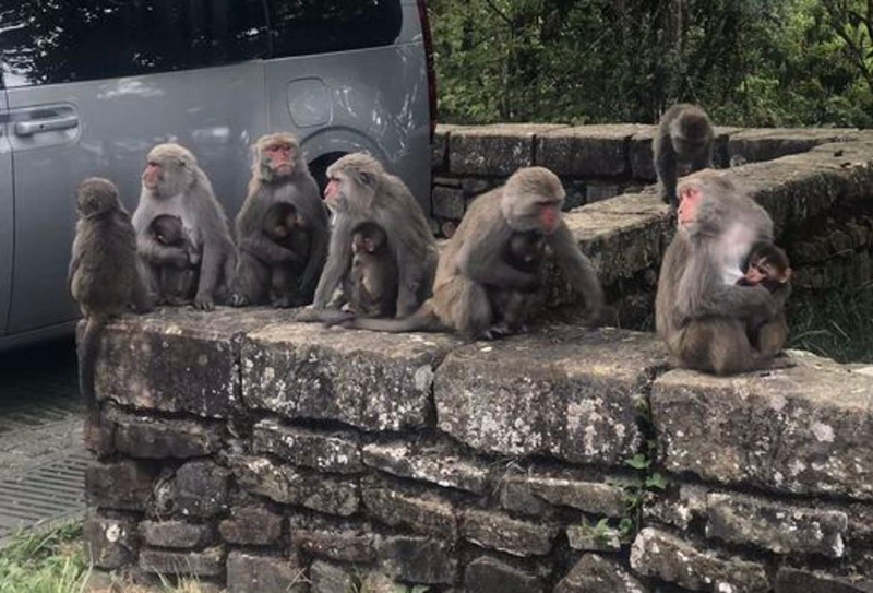 猴子妈妈聚会 猴子妈妈聚会