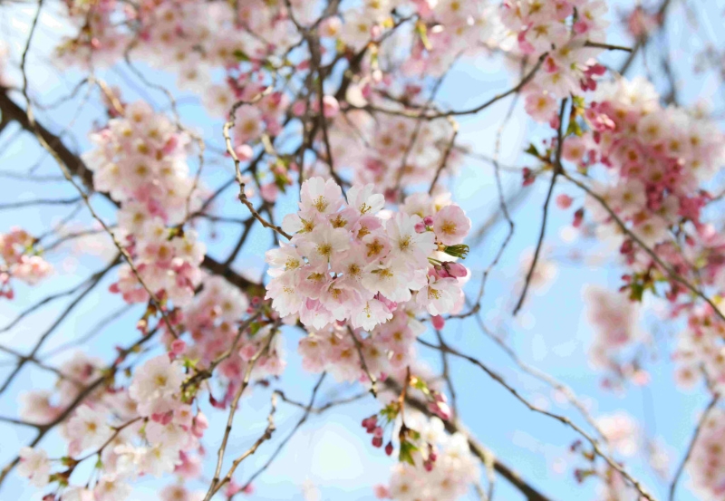 人生很短暂，活着要像樱花一样灿烂。