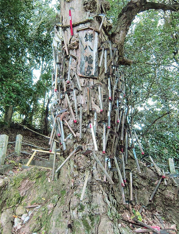 神木被称为鎌八幡宫，部分镰刀十分古老，明显已经存在多年。