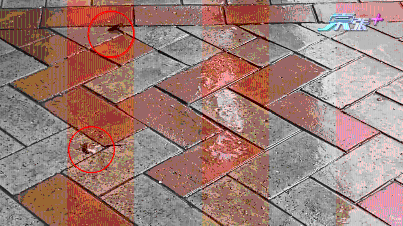 虽然街道经清洗,但随处可见蟑螂乱爬。 虽然街道经清洗,但随处可见蟑螂乱爬。