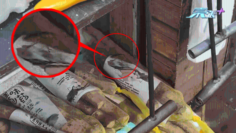 蟑螂在菜上面爬行。 蟑螂在菜上面爬行。