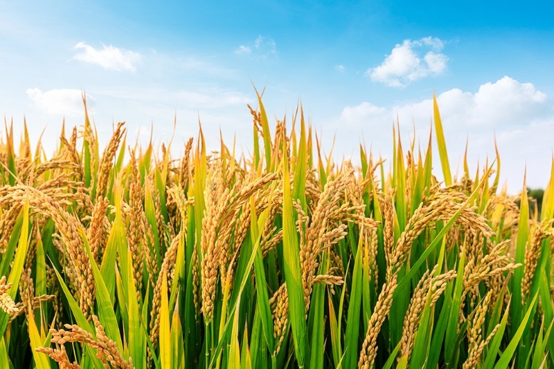 24节气中的小满为夏天第2个节气，此时太阳过黄经六十度，稻谷渐渐结实，意味着过去种植的农作物有了丰收的希望。達志影像