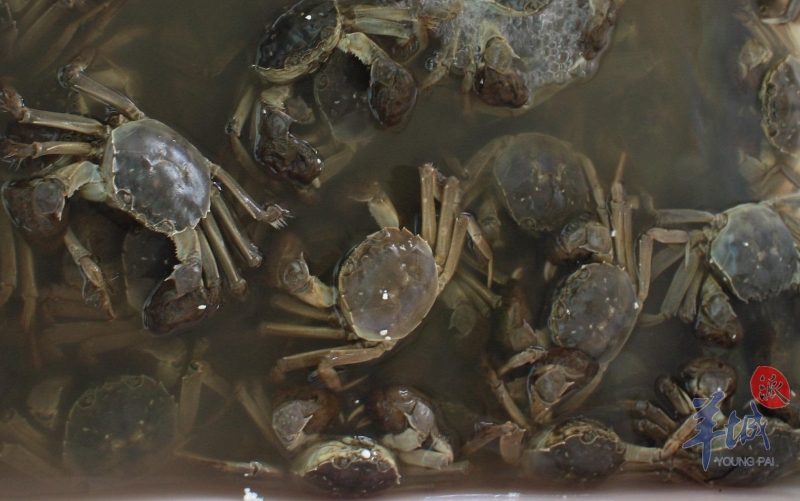 美味的青壳蟹 美味的青壳蟹