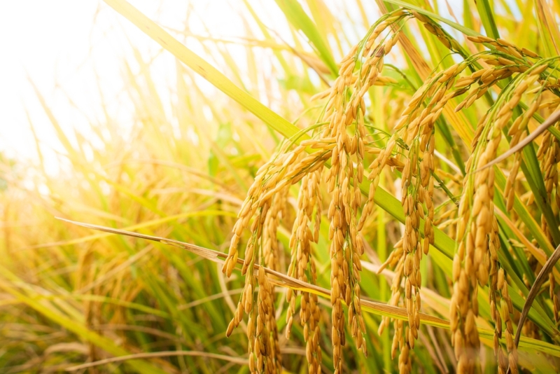 小满为谷物丰收之时，浪费米食恐致财运不顺，整年吃不饱喝不足。