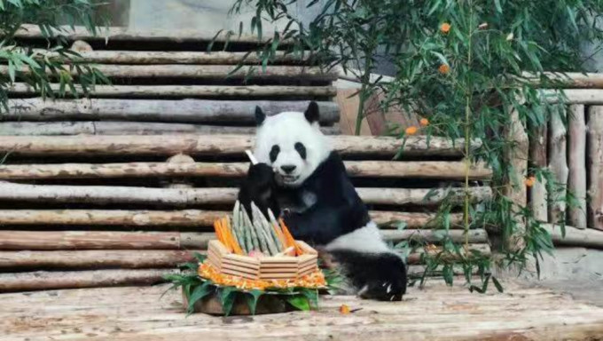 大熊猫林惠4月19日离世