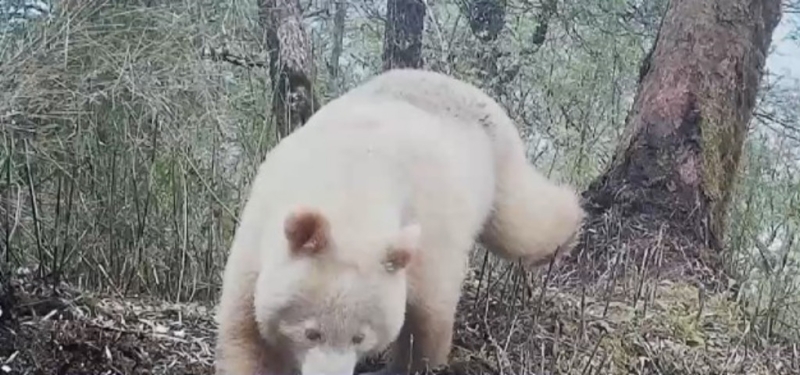 淡粉色眼睛没有黑眼圈。 淡粉色眼睛没有黑眼圈。