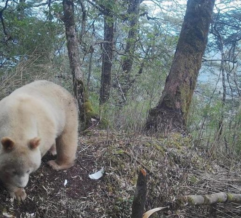 白色大熊猫与正常色型的大熊猫交流无障碍。 中新社 白色大熊猫与正常色型的大熊猫交流无障碍。 中新社