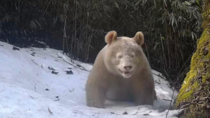 罕见白色大熊猫正脸照首度曝光。 罕见白色大熊猫正脸照首度曝光。