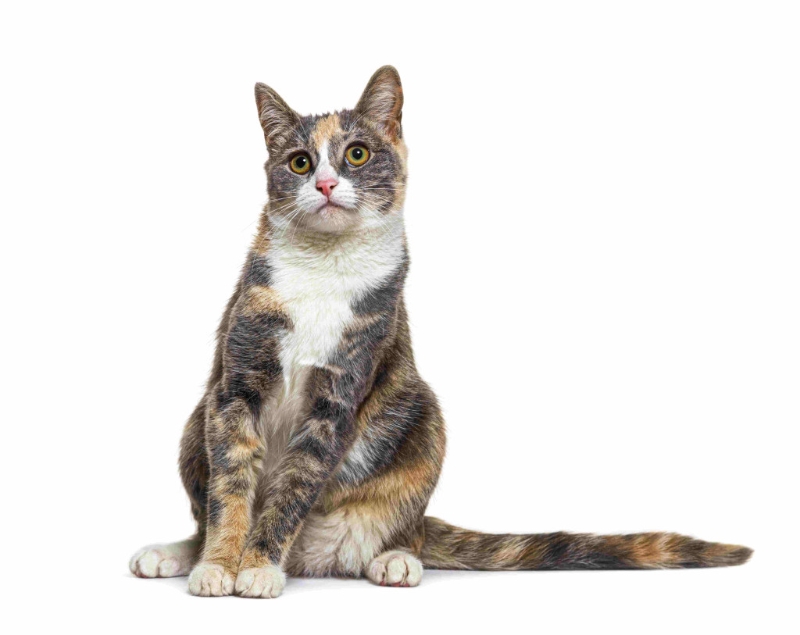 5月21日除了是日本的“侦探日”，也是“三色猫”的纪念日。